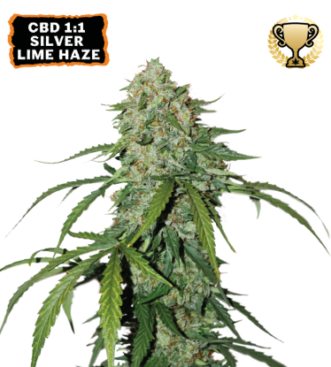 🪴 CBD 1:1 Silver Lime Haze | Autoflower Seeds | Shop at Seedstockers UK 🐿️