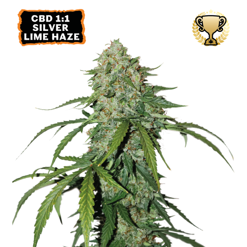 Buy CBD 1:1 Silver Lime Haze Auto Seeds️ - Seedstockers