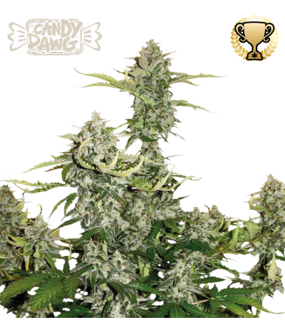 Buy Candy Dawg Auto exclusive seeds️ - Seedstockers