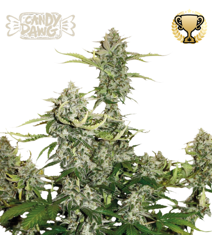 Buy Candy Dawg Auto exclusive seeds️ - Seedstockers