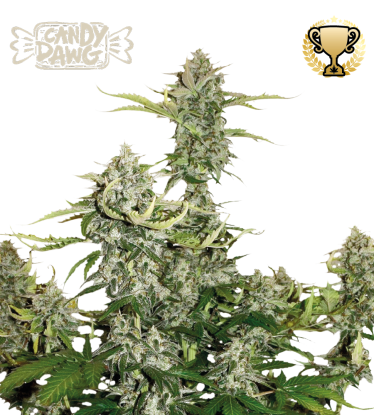 🪴 Candy Dawg© | Autoflower Cannabis Seeds | Shop at Seedstockers UK 🐿️