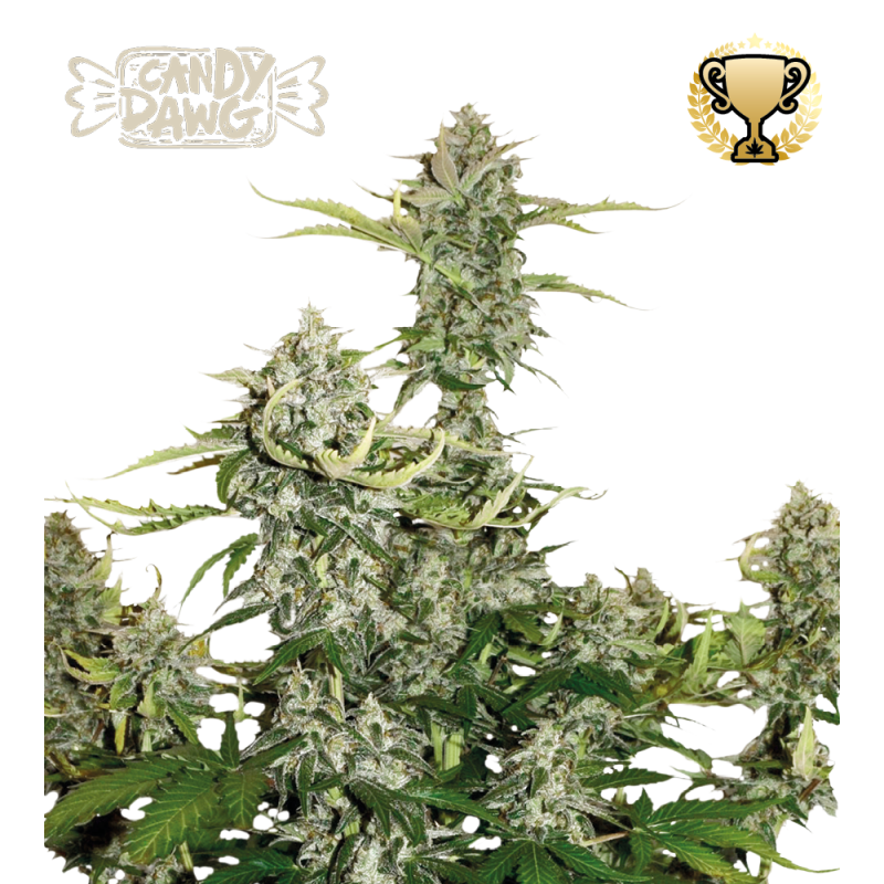 Buy Candy Dawg Auto exclusive seeds️ - Seedstockers