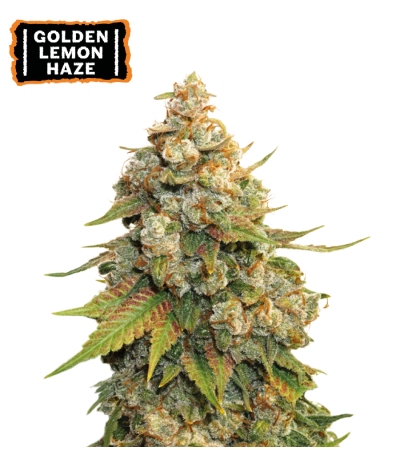 ▷ Buy Golden Lemon Haze Fem seeds⛰️【Seedstockers Oficial】CLASSIC