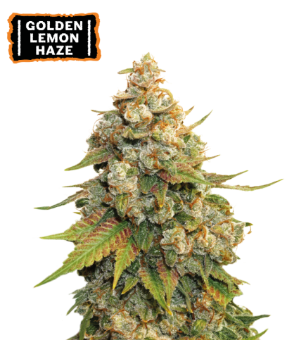 ▷ Buy Golden Lemon Haze Fem seeds⛰️【Seedstockers Oficial】CLASSIC