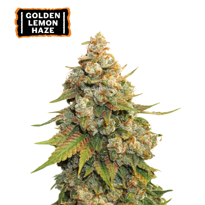 ▷ Buy Golden Lemon Haze Fem seeds⛰️【Seedstockers Oficial】CLASSIC