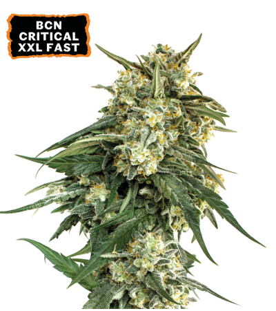 Buy BCN Critical XXL Fast Fem Fast Seeds️ - Seedstockers