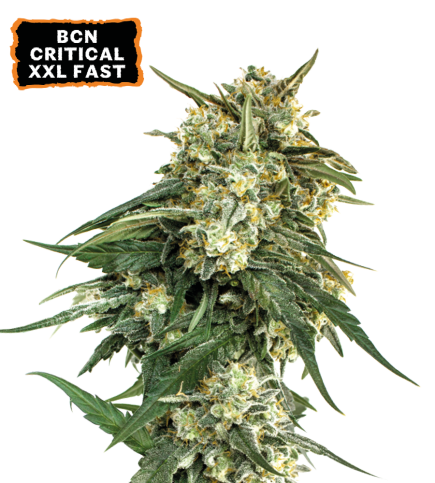 Buy BCN Critical XXL Fast Fem Fast Seeds️ - Seedstockers