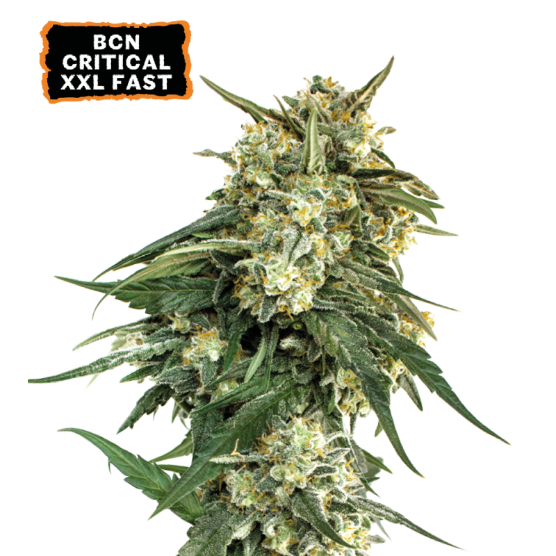 Buy BCN Critical XXL Fast Fem Fast Seeds️ - Seedstockers