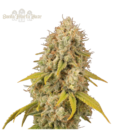 Buy Santa Marta Haze Fem Exclusive Seeds - Seedstockers