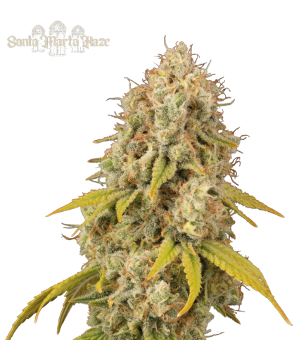 Buy Santa Marta Haze Fem Exclusive Seeds - Seedstockers