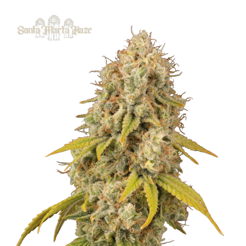 Buy Santa Marta Haze Fem Exclusive Seeds - Seedstockers