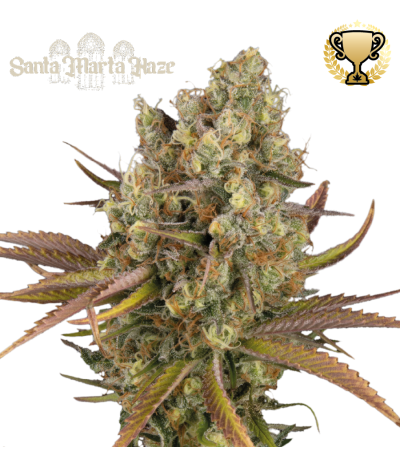 Buy Santa Marta Haze Auto Exclusive Seeds️ - Seedstockers