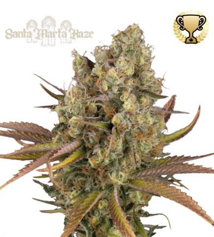 Buy Santa Marta Haze Auto Exclusive Seeds️ - Seedstockers