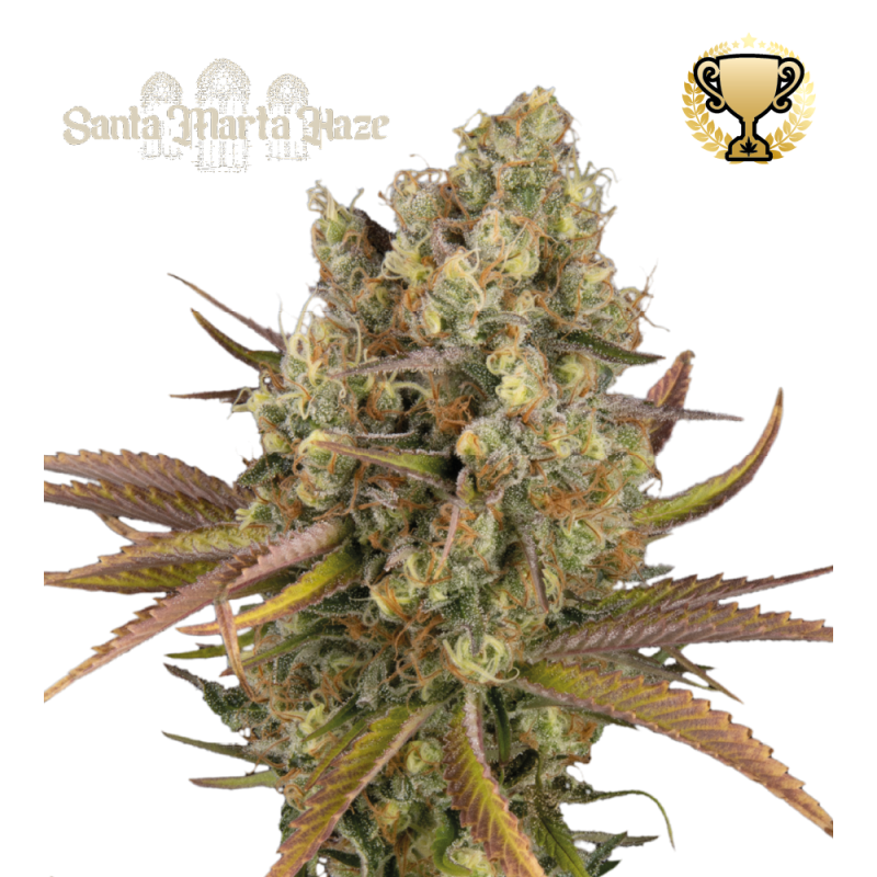 Buy Santa Marta Haze Auto Exclusive Seeds️ - Seedstockers