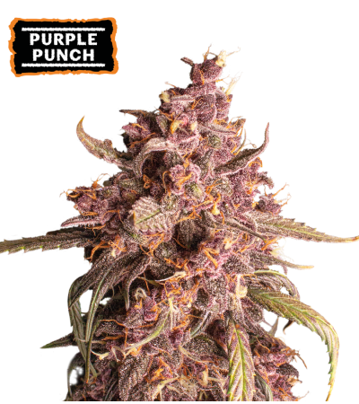 ▷ Buy Purple Punch Auto seeds⛰️【Seedstockers Oficial】USA