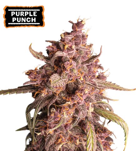 ▷ Buy Purple Punch Auto seeds⛰️【Seedstockers Oficial】USA