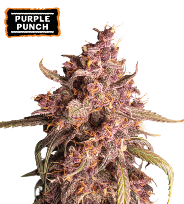 🪴 Purple Punch | Autoflower Cannabis Seeds | Shop at Seedstockers UK 🐿️