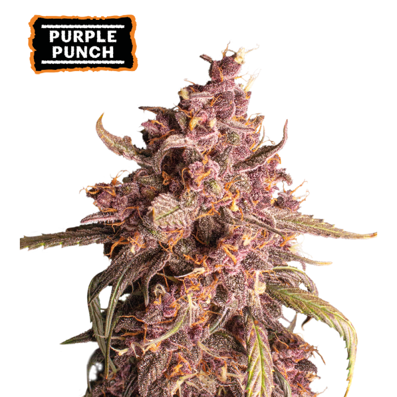 ▷ Buy Purple Punch Auto seeds⛰️【Seedstockers Oficial】USA