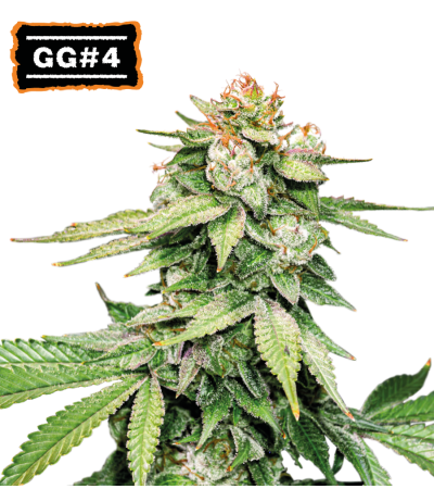 ▷ Buy GG4 Auto seeds⛰️【Seedstockers Oficial】USA