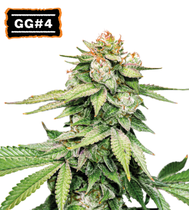 🪴 GG#4 (AKA Gorilla Glue) Autoflower Cannabis Seeds | Shop at Seedstockers UK 🐿️