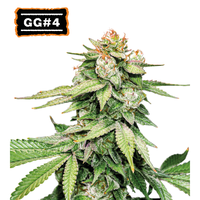 ▷ Buy GG4 Auto seeds⛰️【Seedstockers Oficial】USA