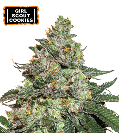 ▷ Buy Girl Scout Cookies Auto seeds⛰️【Seedstockers Oficial】USA