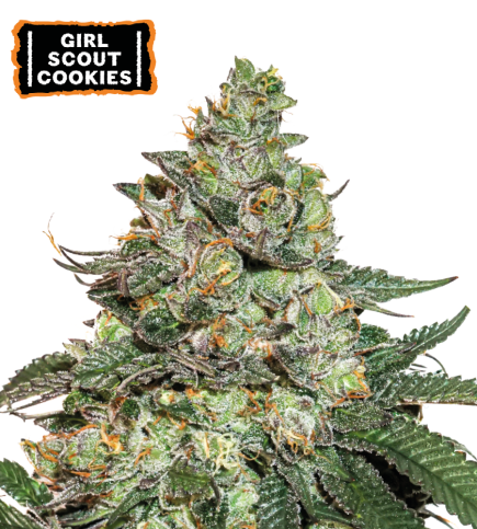 ▷ Buy Girl Scout Cookies Auto seeds⛰️【Seedstockers Oficial】USA