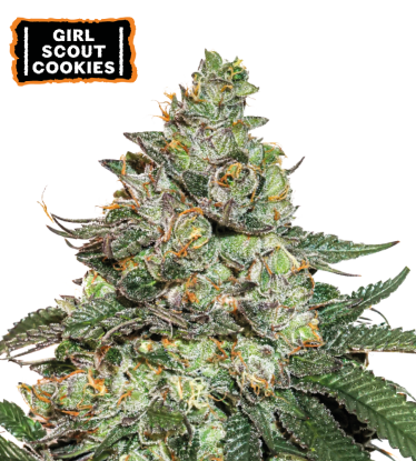 🪴 Girl Scout Cookies | Autoflower Cannabis Seeds | Shop at Seedstockers UK 🐿️