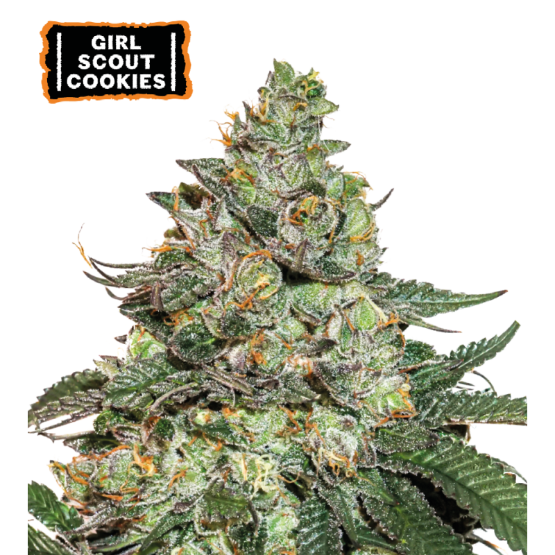 ▷ Buy Girl Scout Cookies Auto seeds⛰️【Seedstockers Oficial】USA