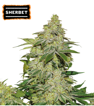 ▷ Buy Sherbet Auto seeds⛰️【Seedstockers Oficial】USA