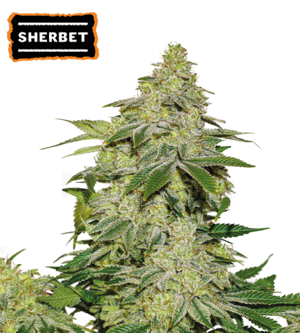 ▷ Buy Sherbet Auto seeds⛰️【Seedstockers Oficial】USA