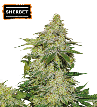 🪴 Sherbet | Autoflower Cannabis Seeds | Shop at Seedstockers UK 🐿️