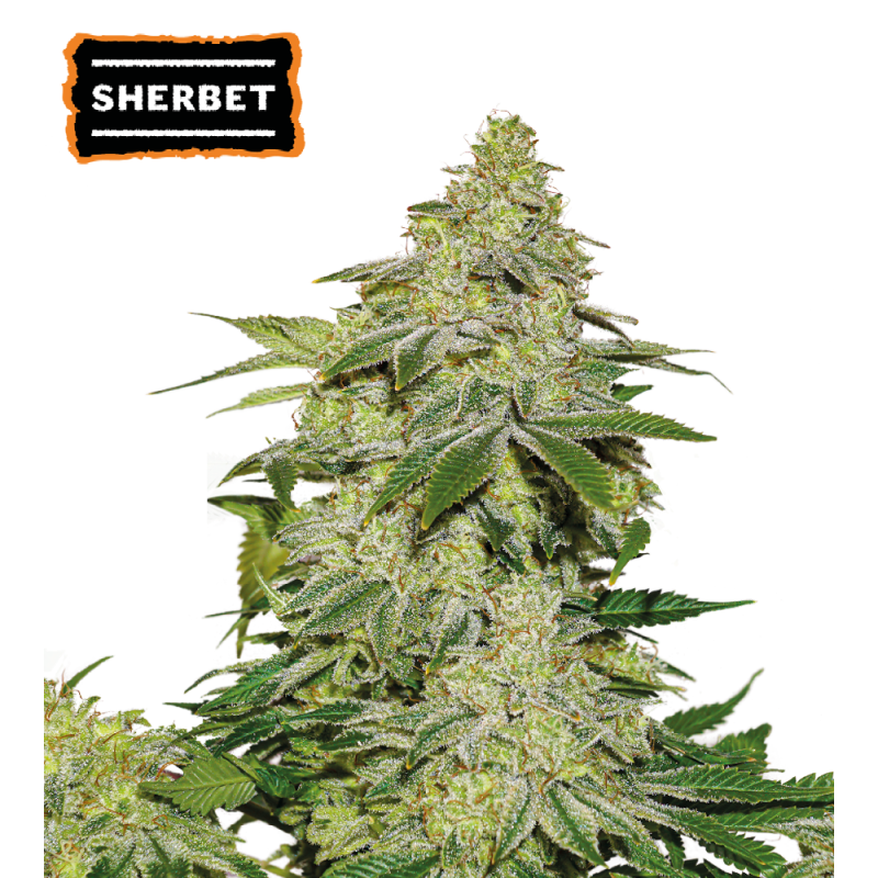 ▷ Buy Sherbet Auto seeds⛰️【Seedstockers Oficial】USA