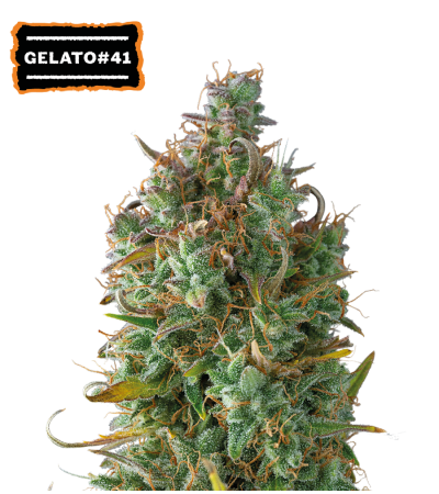 ▷ Buy Gelato 41 Auto seeds⛰️【Seedstockers Oficial】USA