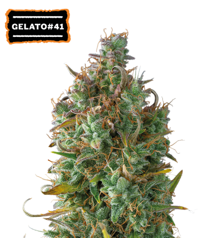 ▷ Buy Gelato 41 Auto seeds⛰️【Seedstockers Oficial】USA