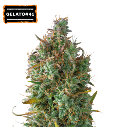 🪴 Gelato 41 | Autoflower Cannabis Seeds | Shop at Seedstockers UK 🐿️