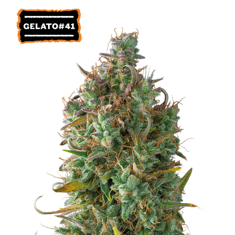 ▷ Buy Gelato 41 Auto seeds⛰️【Seedstockers Oficial】USA