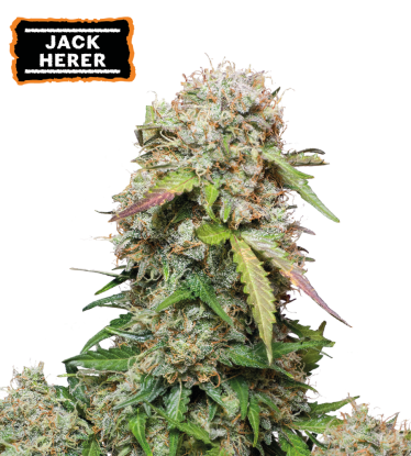 🪴 Jack Herer | Autoflower Cannabis Seeds | Shop at Seedstockers UK 🐿️