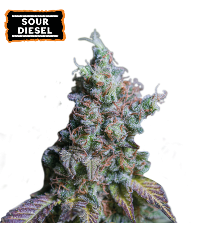 ▷ Buy Sour Diesel Auto seeds⛰️【Seedstockers Oficial】CLASSIC