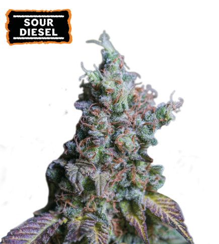 ▷ Buy Sour Diesel Auto seeds⛰️【Seedstockers Oficial】CLASSIC