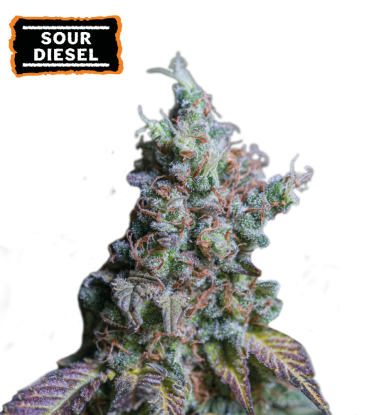 🪴 Sour Diesel | Autoflower Cannabis Seeds | Shop at Seedstockers UK 🐿️