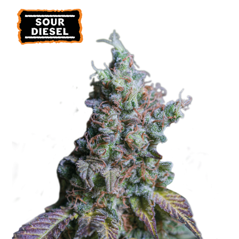 ▷ Buy Sour Diesel Auto seeds⛰️【Seedstockers Oficial】CLASSIC