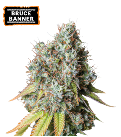 ▷ Buy Bruce Banner Auto seeds⛰️【Seedstockers Oficial】USA