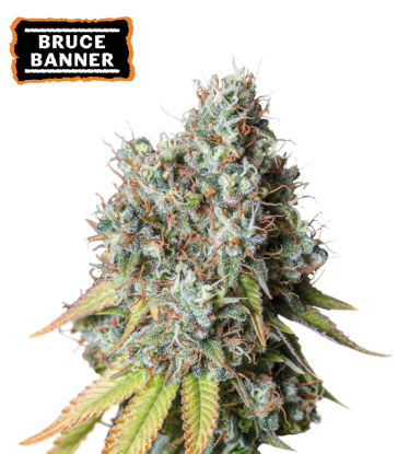 🪴 Bruce Banner  | Autoflower Cannabis Seeds | Shop at Seedstockers UK 🐿️