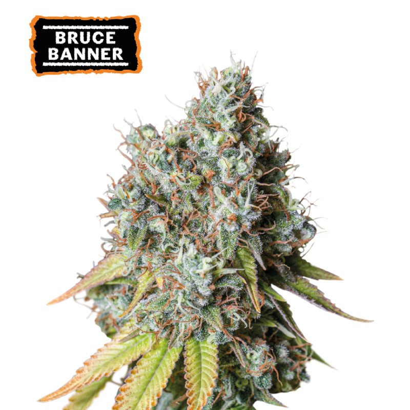 ▷ Buy Bruce Banner Auto seeds⛰️【Seedstockers Oficial】USA