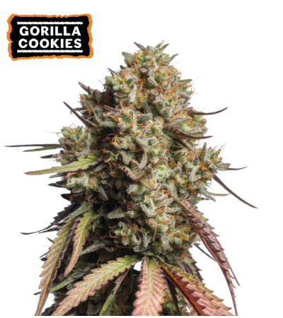 ▷ Buy Gorilla Cookies Auto seeds⛰️【Seedstockers Oficial】USA