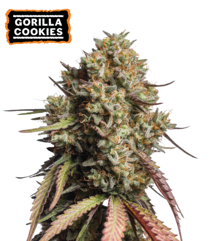 ▷ Buy Gorilla Cookies Auto seeds⛰️【Seedstockers Oficial】USA