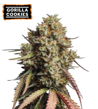 🪴 Gorilla Cookies | Autoflower Cannabis Seeds | Shop at Seedstockers UK 🐿️