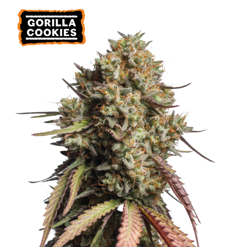 ▷ Buy Gorilla Cookies Auto seeds⛰️【Seedstockers Oficial】USA