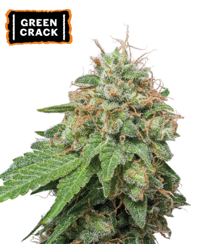 ▷ Buy Green Crack Auto seeds⛰️【Seedstockers Oficial】USA